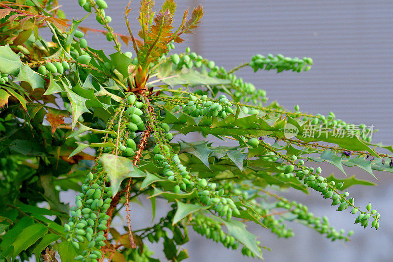 Mahonia japonica / Berberis japonica / Oregon葡萄冬青